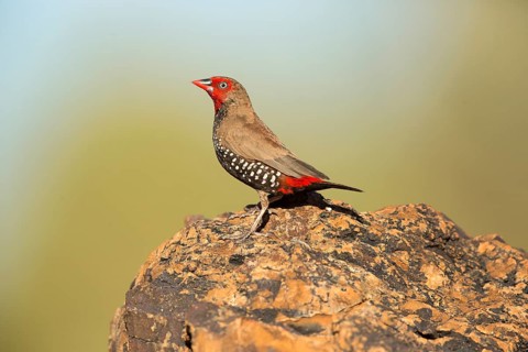 Painted Finch (Emblema pictum) male perched on a rock, Queensland, Australia