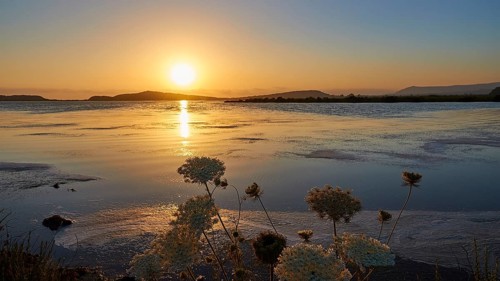 Flowers in the foreground at sunset over calm sea with golden hues, Gialova lagoon, protected
