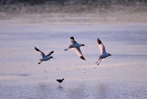 Three flying avocets (Recurvirostra avosetta) over water in backlight, Texel, North Holland,
