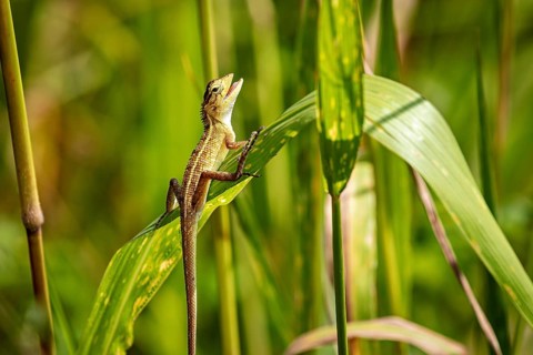 A lizard sits on a green leaf amidst lush vegetation and enjoys the sunlight, an Oriental garden