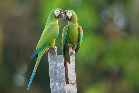 Chestnut-fronted Macaw (Ara severus) pair perched on tree stump, Bolivia