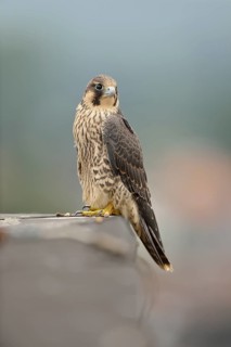 Peregrine Falcon (Falco peregrinus) young male, North Rhine-Westphalia, Germany