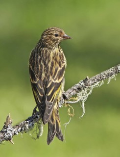 Pine Siskin (Spinus pinus), Saskatchewan, Canada