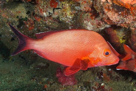 Humpback snapper (Lutjanus gibbus)