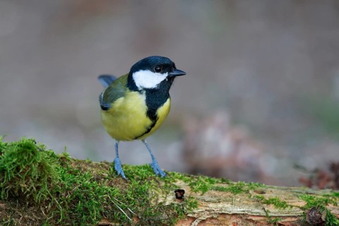 Great Tit (Parus major) on ground, North Rhine-Westphalia, Germany