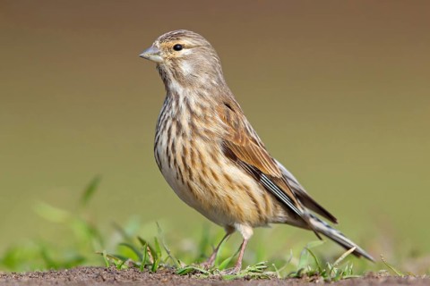 Linnet, Common Linnet, Eurasian Linnet, Carduelis cannabina, Acanthis cannabina, Linotte