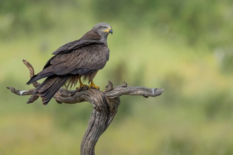 Black Kite (Milvus migrans), Extremadura, Spain