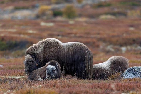 A musk ox bull (Ovibos moschatus) stands relaxed between a resting cow and a calf, baby animals,