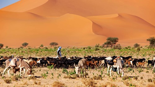 Herd of animals with shepherds in the desert, striking sand dunes in the background, goatherds in