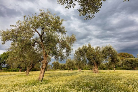 Landscape, Greece, thunderstorm, thunderstorm atmosphere, olive tree, olive grove. Olive, flower