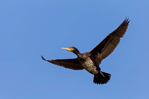 Cormorant, (Phalacrocorax carbo), animals, birds, family of cormorants, aerial photograph,