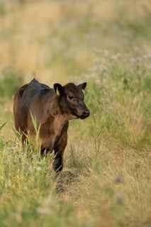 Domestic cattle or cow (Bos taurus) juvenile baby calf farm animal in a field, England, United