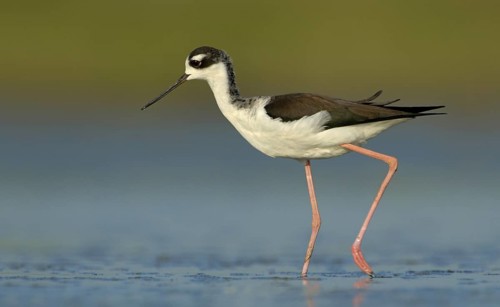 Black-necked Stilt (Himantopus mexicanus), Texas, USA