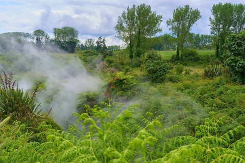 Dense misty forest with lush green vegetation and tall trees, Te Manaroa Spring, Hot Spring,
