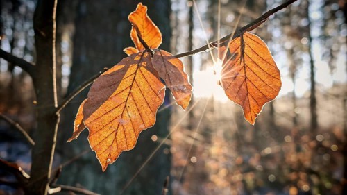 Close-up of autumnal orange beech leaves (fagus) on a branch in the sunlight, star-shaped sunbeams,