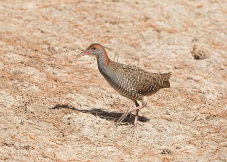 Slaty-breasted Rail (Gallirallus striatus), Thailand