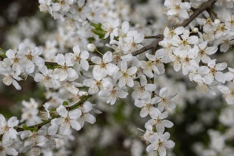 Kirschpflaume Prunus cerasifera), Emsland, Lower Saxony, Germany
