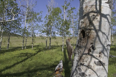 Northern Flicker (Colaptes auratus), British Columbia, Canada
