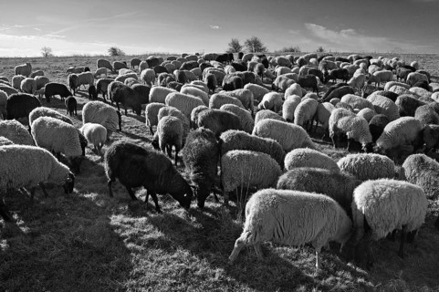 Sheep (Ovis) in the morning light on the pasture, Bentin, black and white, Mecklenburg-Vorpommern,