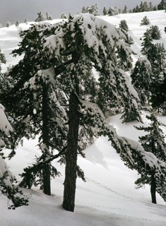 Nadelbäume, beladen mit schwerem Schnee im Winter, Zypern, 1963