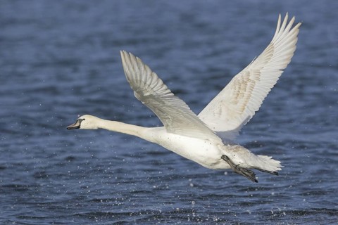Mute Swan (Cygnus olor) flying, British Columbia, Canada