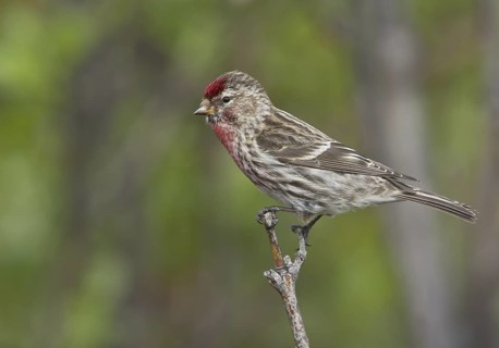 Common Redpoll (Acanthis flammea), Alaska, USA