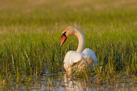 Mute swan (Cygnus olor) standing in shallow water among reeds in wetland habitat, Poland