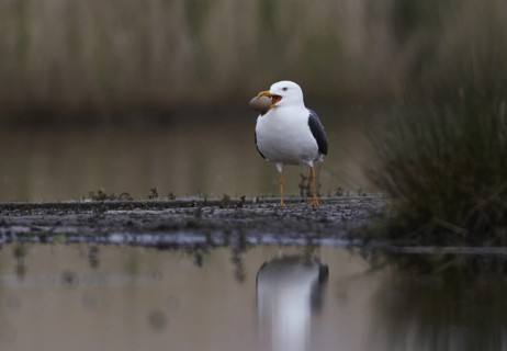 Lesser Black-backed Gull (Larus fuscus), Schleswig-Holstein, Germany