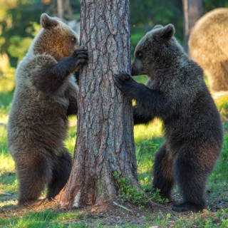 Eurasian Brown Bear (Ursus arctos) two cubs play fighting in forest, Finland