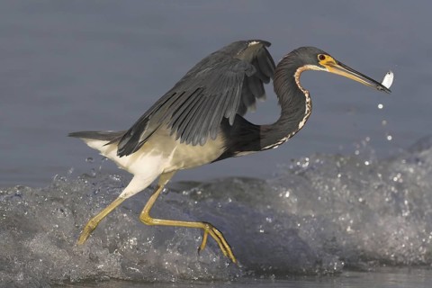 Tricolored Heron (Egretta tricolor), Florida, USA