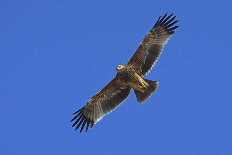 Eastern Imperial Eagle (Aquila heliaca), Oman
