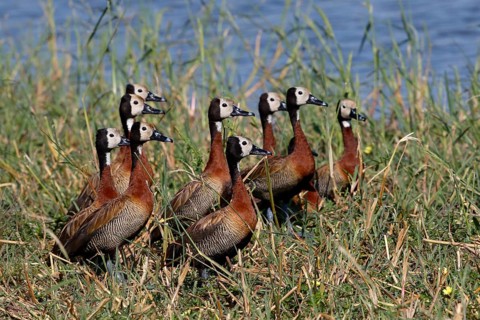 White-faced Whistling Duck (Dendrocygna viduata) family, Okavango Delta, Botswana