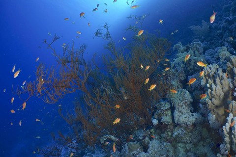 Black wire coral (Antipathes dichotoma)
