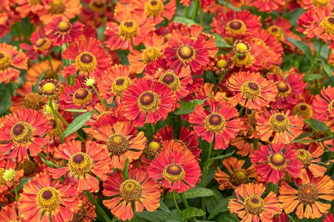 Sunflower (Helenium 'Indian Summer'), RHS Garden Bridgewater, Great Britain