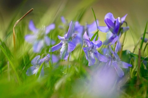 Violets in a garden, spring, Germany