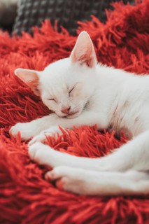 A placid white kitten enjoys a peaceful nap on the warmth of a vibrant red, fluffy blanket,