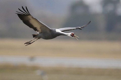 White-naped Crane (Antigone vipio) flying, Arasaki, Japan