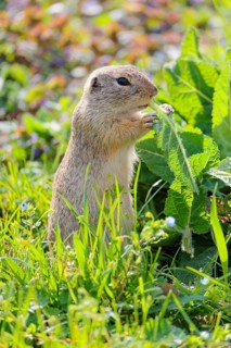 An adult ground squirrel (Spermophilus citellus) eats leaves and flowers on a sunny day in a green