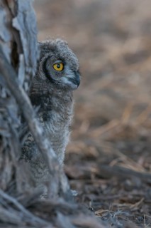 Spotted Eagle-owl (Bubo africanus) juvenile, Northern Cape, South Africa