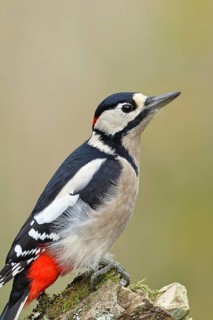 Great spotted woodpecker (Dendrocopos major), male, foraging on a tree stump covered with moss and
