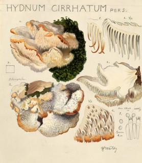 Mushroom, Mushrooms, Hericium cirrhatum, Syn. Creolophus cirrhatus, authentic reproduction of an