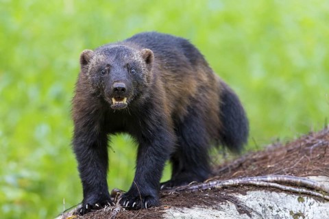 Wolverine, (Gulo gulo), animals, mammals, biotope, habitat, foraging, predator species, marten