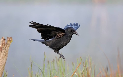 Rabenkrähe lat. Corvus corone, Altvogel springt von einem Weidepfahl ab