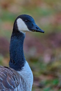 Canada goose (Branta canadensis), close-up of a goose head with a clear view and detailed plumage,