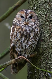Tawny owl (Strix aluco), brown owl perched in pine tree