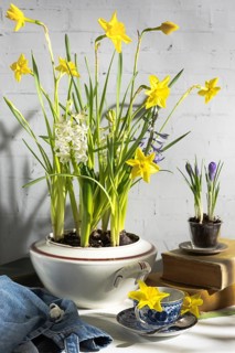 A charming arrangement of spring flowers blooming in a vintage soup tureen, set against a white