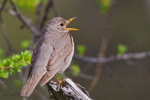 Red-throated Thrush (Turdus ruficollis) female, singing, Huvsgol, Mongolia
