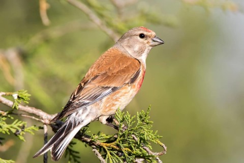 Common Linnet (Linaria cannabina) male, Castile and Leon, Spain