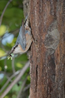 Eurasian Nuthatch (Sitta europaea) with food at nest cavity, Aosta Valley, Italy