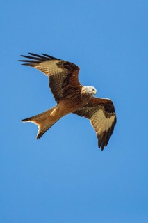 Red Kite (Milvus milvus) flying, Hesse, Germany